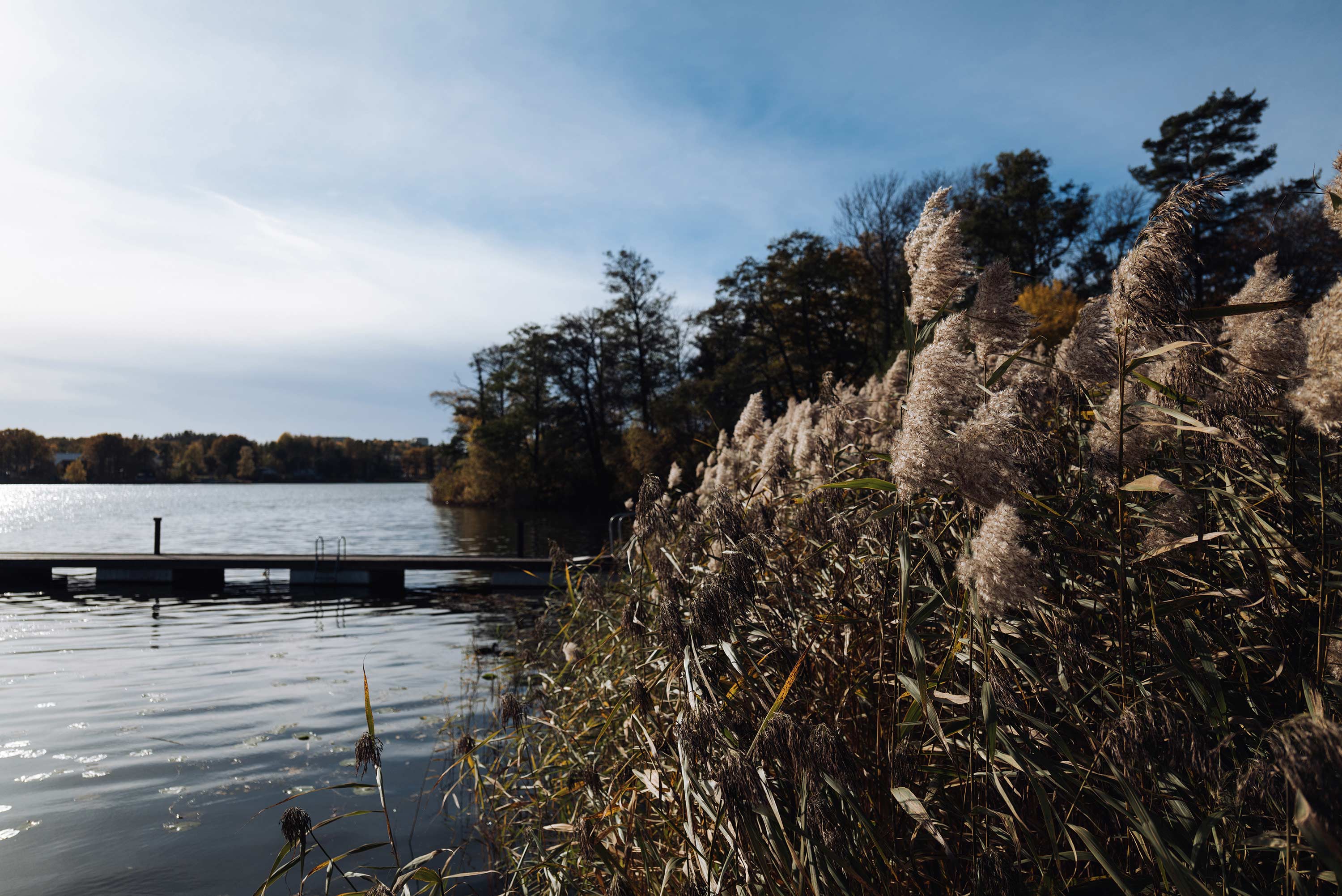 Vass och brygga vid insjö