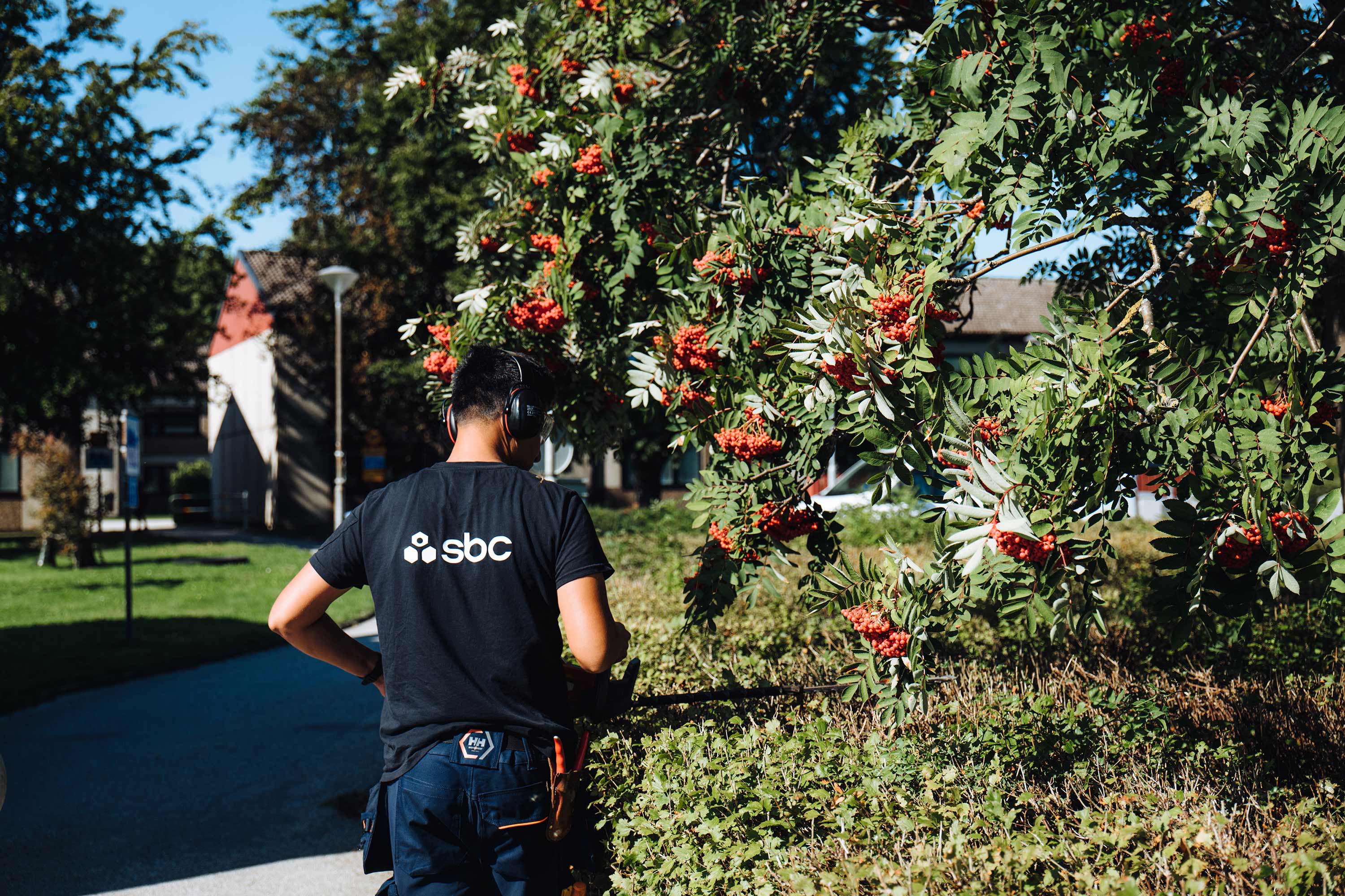 Trädgårdsskötare från SBC klipper häck på brf:ens innergård