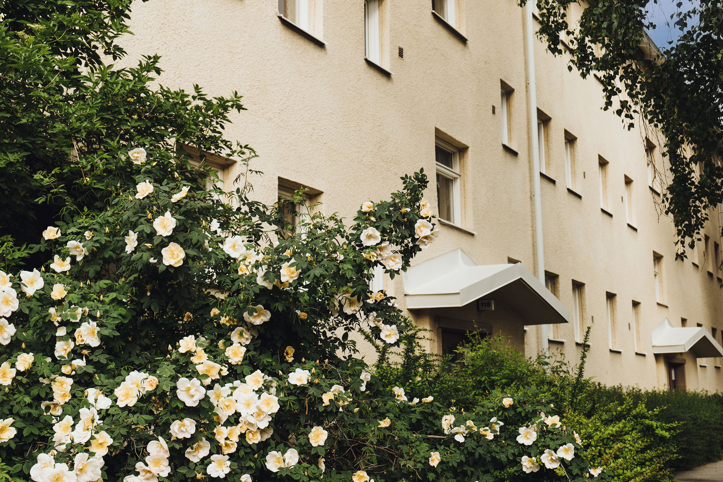 Hus med rosbuskar framför fasad