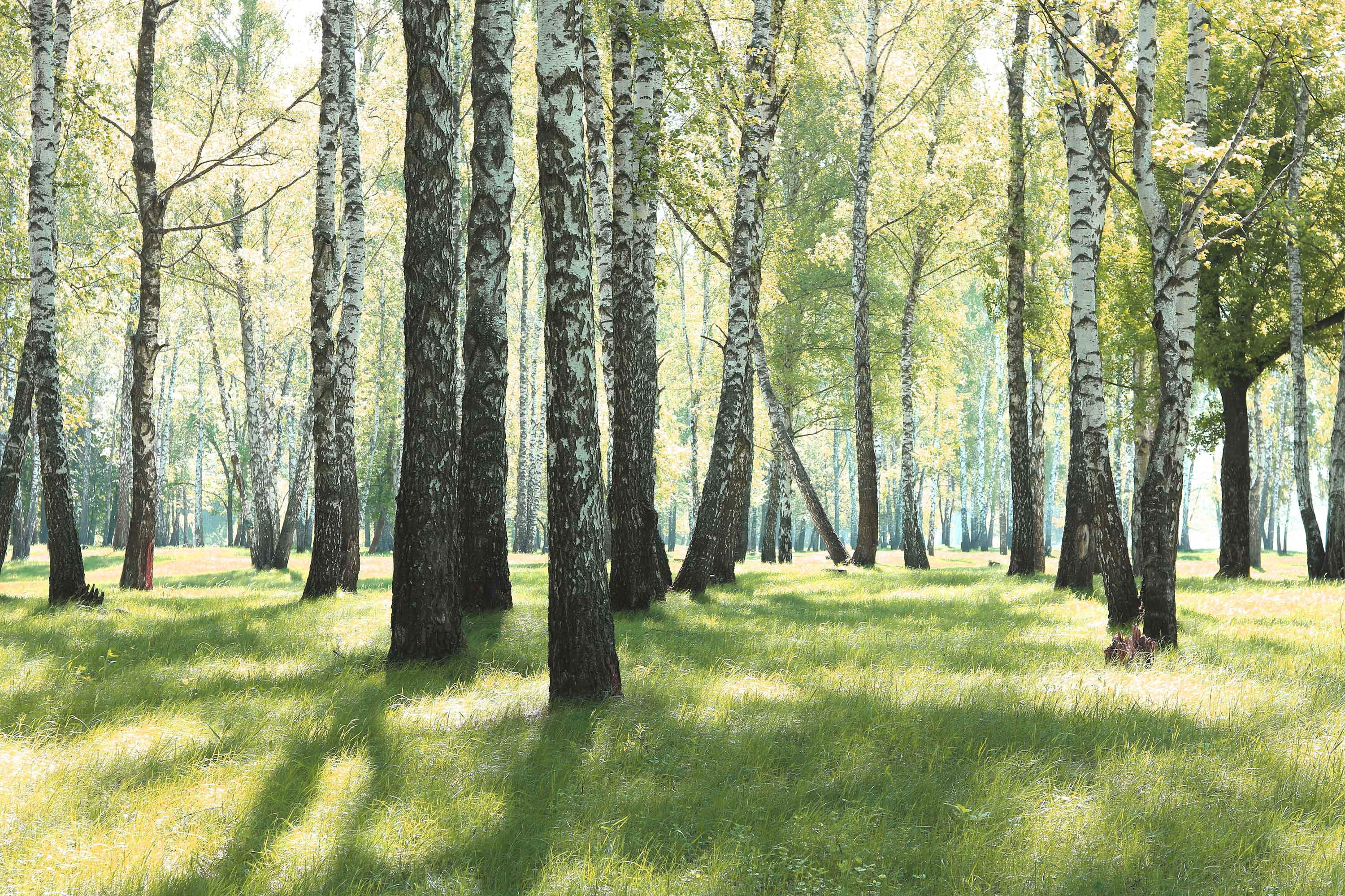 En skog med enbart björkträd