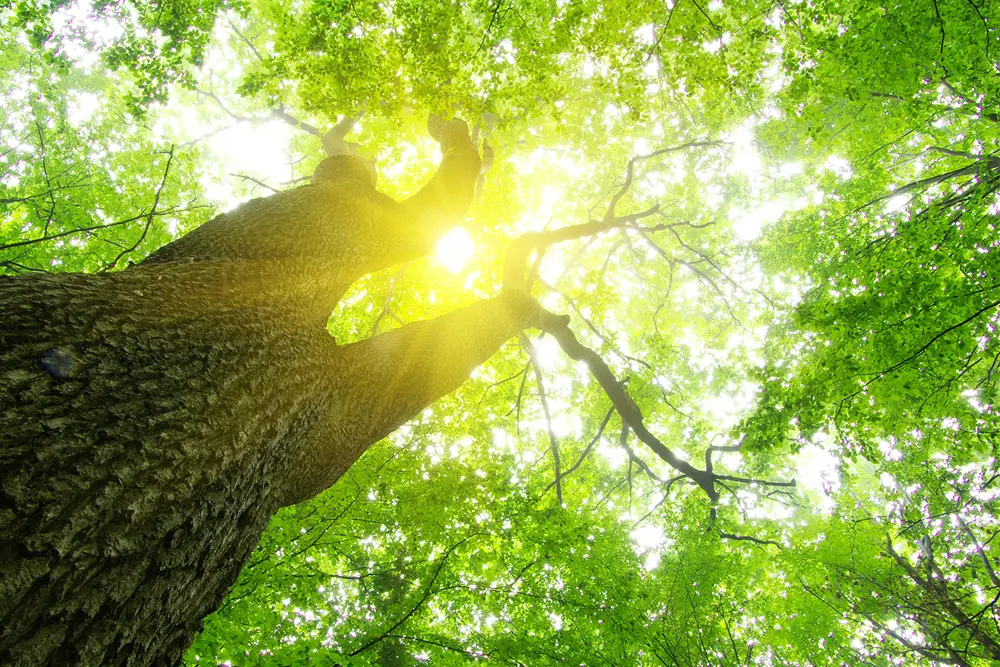 Solen strålar genom en stor trädkrona.
